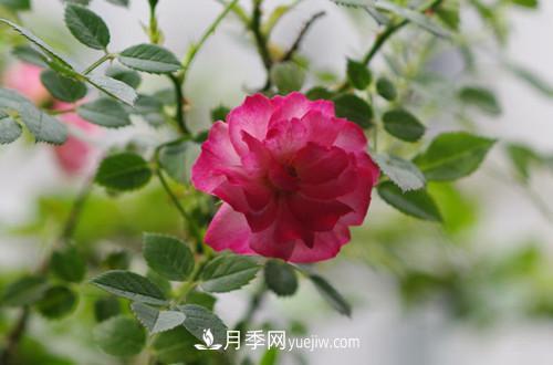 微型月季花怎么养 微型月季花的养殖方法和注意事项(图3)