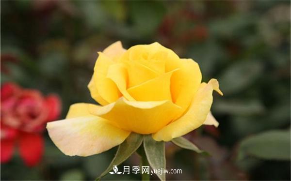 黄色月季花花语及寓意(图1)