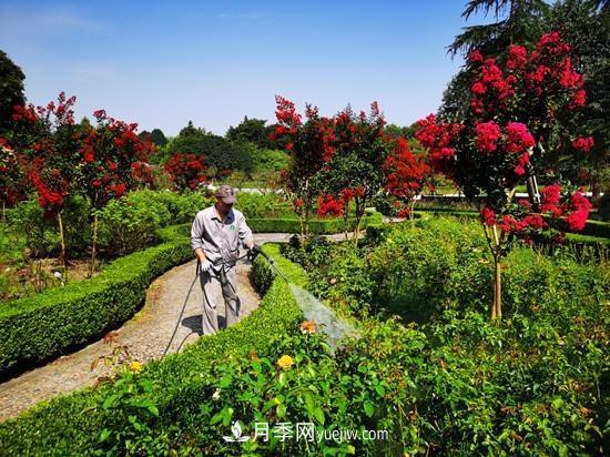 杭州花港多措并举提升景区园林景观(图2)