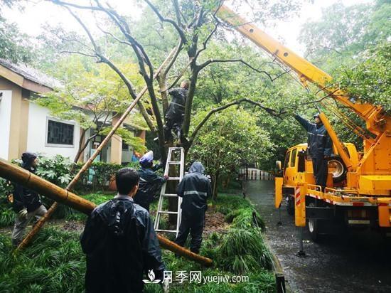 杭州花港多措并举提升景区园林景观(图1)