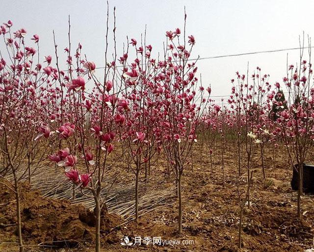 苗木出圃应注意什么？(图1)