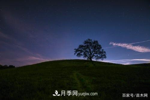 苗木要想反季节栽植，***重要的是这几步(图2)