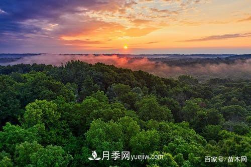 苗木要想反季节栽植，***重要的是这几步(图4)