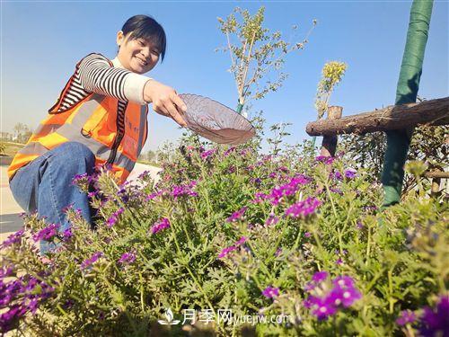 江苏徐州岗楼村：花木产业点亮“花样生活”(图1)