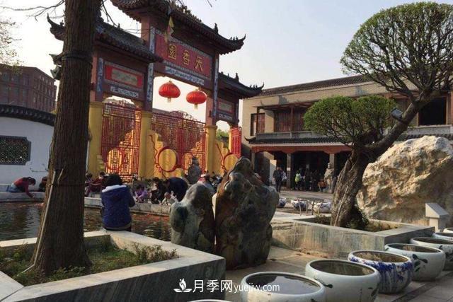 江西南昌天香园走红，有3万余的盆景，是南昌的“花卉之源”(图1)