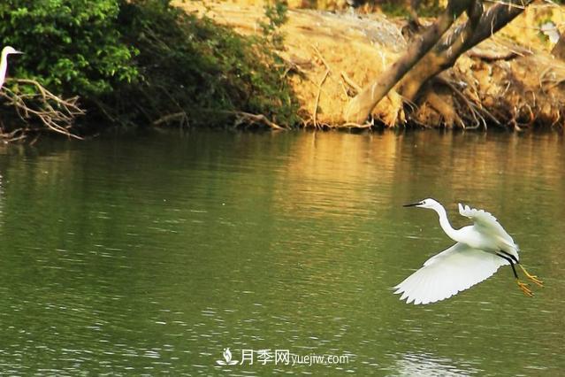 江西南昌天香园走红，有3万余的盆景，是南昌的“花卉之源”(图5)