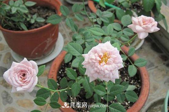 月季花养护要点(图1)