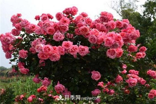 月季花可以浇茶叶水吗？不可以(图2)