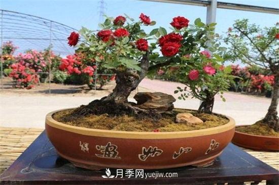 月季花可以浇茶叶水吗？不可以(图5)