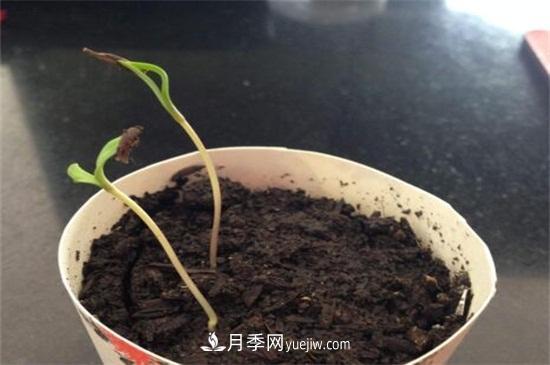 玫瑰花怎么种？玫瑰花种植方法和步骤(图1)