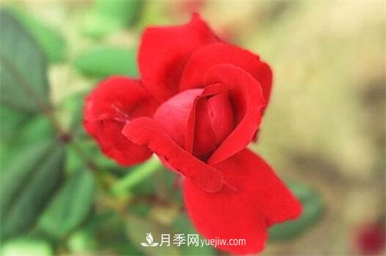 玫瑰花的冬季养护(图3)