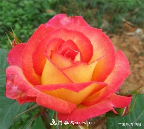 “***贵”的月季花，花朵大，颜色鲜艳，花香宜人(图5)