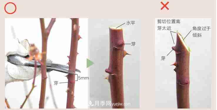 月季栽培养护指南，手把手教你冬季大花月季的修剪方法(图3)