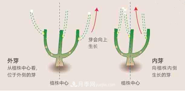 月季栽培养护指南，手把手教你冬季大花月季的修剪方法(图2)