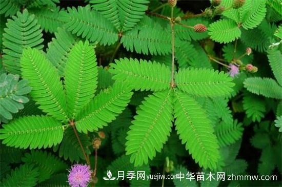 合欢树和含羞草区别(图1)