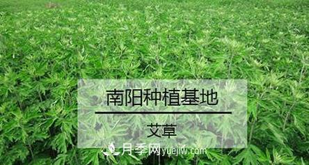 南阳艾草的种植方法，艾草的种植技巧(图1)