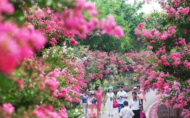 4个潮流绿化树，树状月季超高性价比，打造盛夏花园(图2)