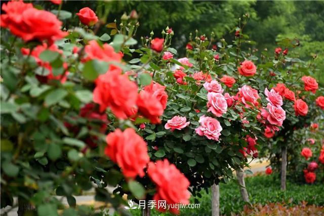 观花植物花中皇后 月季栽种与养护(图1)