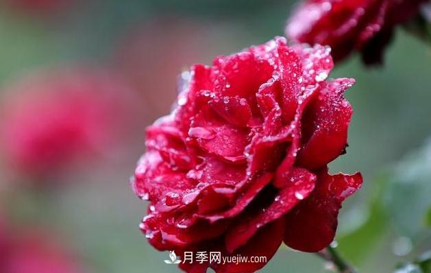 怎样管理才能够使月季花四季花香艳呢？(图1)