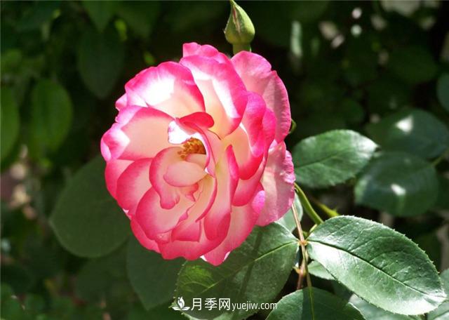 月季花的样子和树状月季特点是什么？(图1)