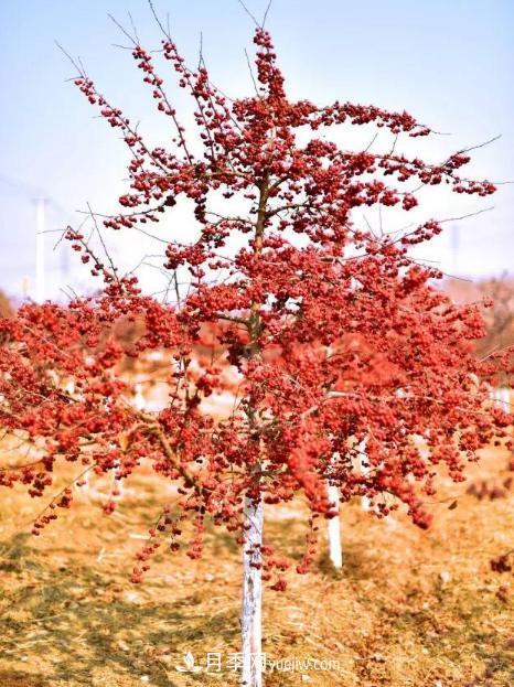 为什么这11种彩叶开花乔木在园林绿化市场中反响不错(图2)