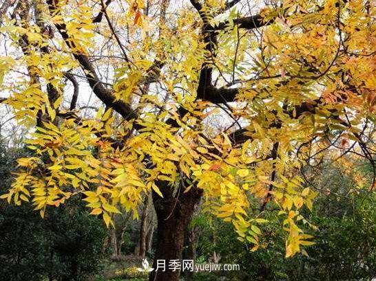 为什么这11种彩叶开花乔木在园林绿化市场中反响不错(图6)