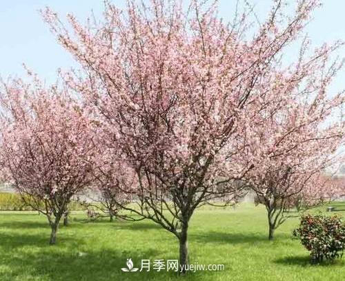 为什么这11种彩叶开花乔木在园林绿化市场中反响不错(图9)