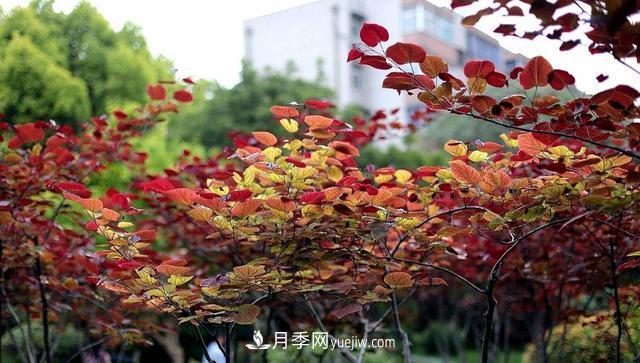 为什么这11种彩叶开花乔木在园林绿化市场中反响不错(图12)