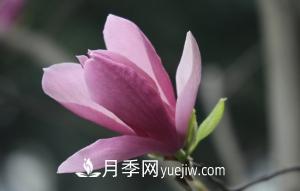 南召白玉兰，广玉兰，紫玉兰有什么区别，种植方法有哪些？(图5)