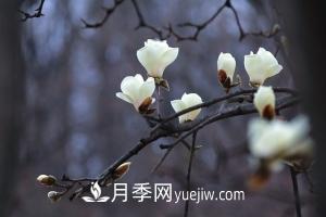 南召白玉兰，广玉兰，紫玉兰有什么区别，种植方法有哪些？(图1)