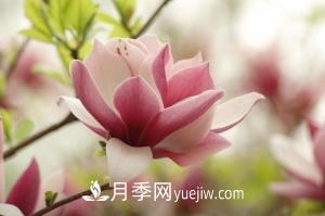 南召白玉兰，广玉兰，紫玉兰有什么区别，种植方法有哪些？(图6)