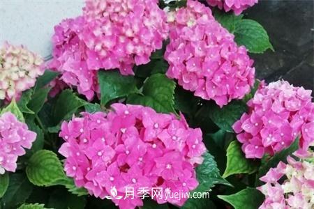 扬州适合养月季花，市花和市树是什么(图1)