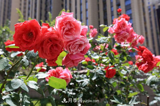 威海適合養月季花,市花和市樹是什麼(圖1)