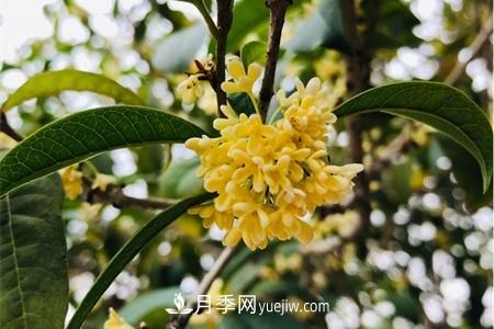 威海适合养月季花，市花和市树是什么(图2)