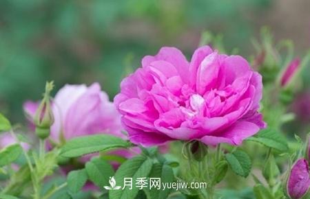 沈阳适合养月季花，市花和市树是什么(图1)