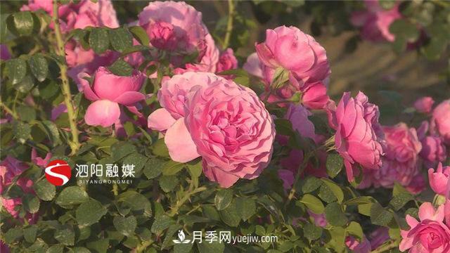 宿迁泗阳：博士月季姐姐用快繁技术建起一座鲜花小镇(图1)