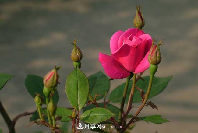 月季花的栽培技术和***佳种植时间？(图1)