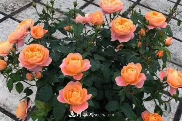 果汁阳台月季一年开几次花 如何促进开花(图2)