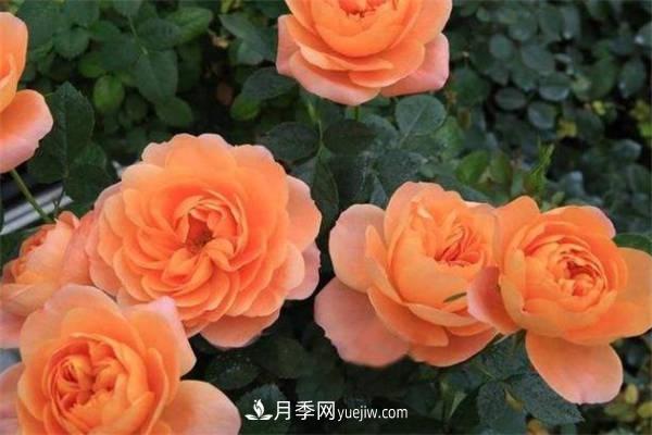 果汁阳台月季一年开几次花 如何促进开花(图1)