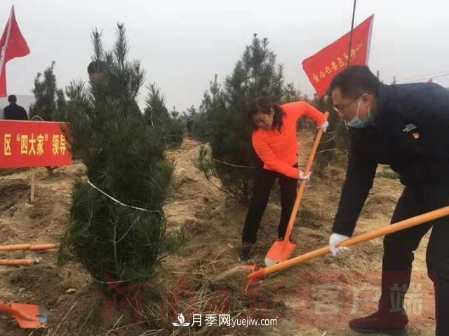 为冬日添新绿！南阳市开展千人义务植树活动(图2)