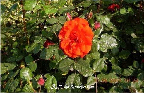 花中皇后——月季花的传说(图2)