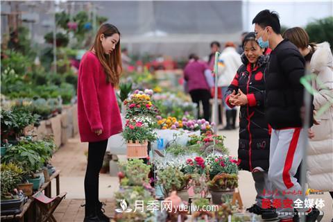 天寒花“艳” 泰安泰山区苗木花卉上市装扮正当时(图1)