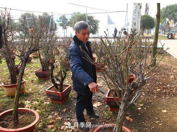 南阳月季大师——陈新国(图1)