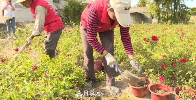 湖北咸宁通城：月季花开 “绽放”百姓幸福生活(图1)