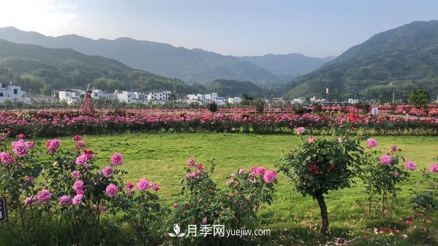 湖北咸宁通城：月季花开 “绽放”百姓幸福生活(图5)