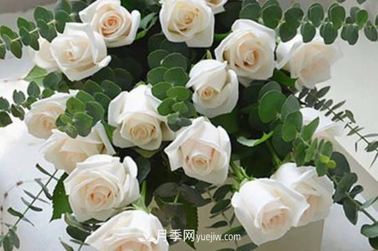 10种常见玫瑰花品种推荐 月季网
