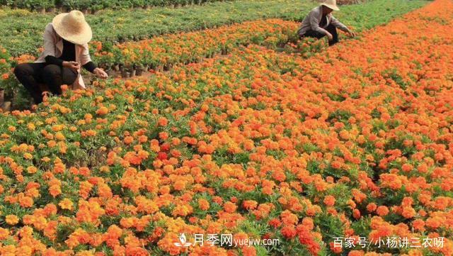 十条扶持政策，身为苗木人，你一定要知道(图1)