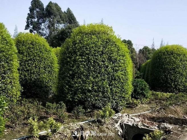 桂花品种介绍大全与介绍(图1)