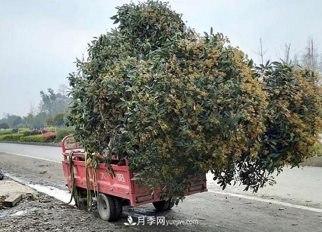 看叶子如何区分桂花树的品种(图2)