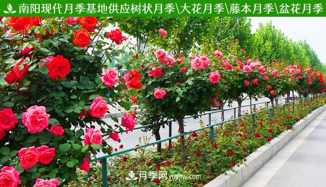 不同季节的月季花，上肥时刻也略有差异(图1)